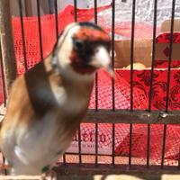 Cardellina femmina 2024 allevata in gabbia