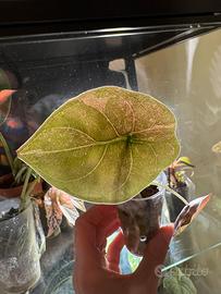 Alocasia Cuprea mint rosa variegata