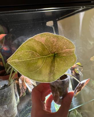 Alocasia Cuprea mint rosa variegata