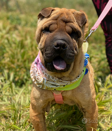 Anita ,simil Sharpei in canile