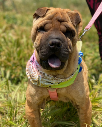 Anita ,simil Sharpei in canile
