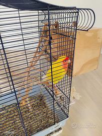 Pappagalli inseparabili 50