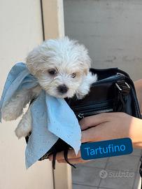 Cuccioli di maltesino