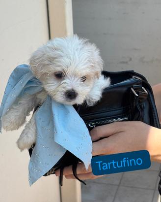 Cuccioli di maltesino