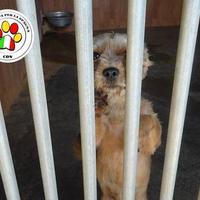 MINU' la Yorkina anzianetta