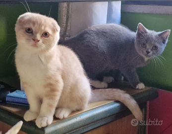 Scottish fold e scottish straight (600 entrambi)