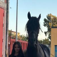 Frisone linea sport castrone