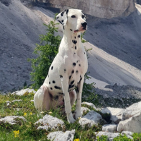 Dalmata maschio con pedegree per cucciolata