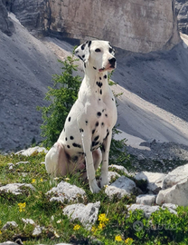 Dalmata maschio con pedegree per cucciolata