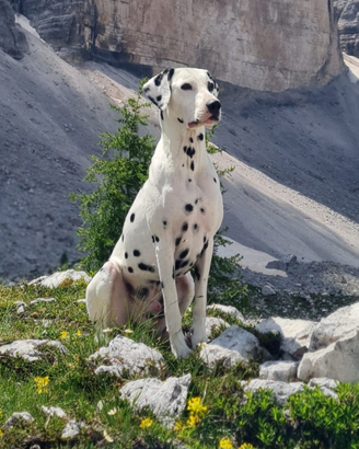 Dalmata maschio con pedegree per cucciolata
