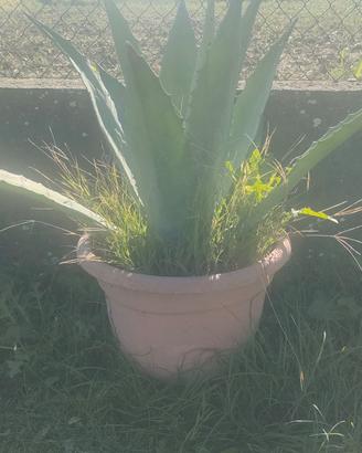 Piante 