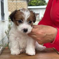 Cuccioli di jack Russell terrier