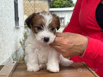 Cuccioli di jack Russell terrier