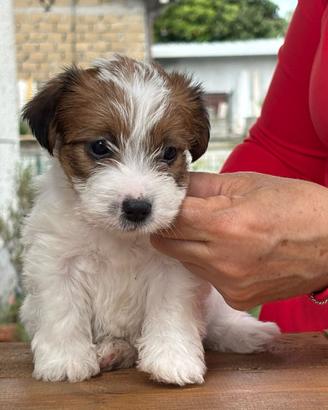 Cuccioli di jack Russell terrier