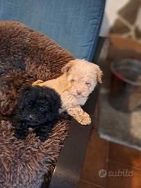 Cuccioli di barboncino nano e toy
