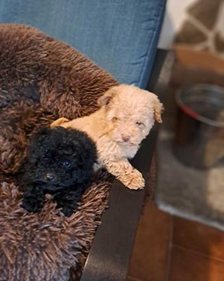 Cuccioli di barboncino nano e toy