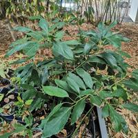 Piante di Avocado