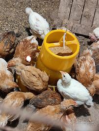 Galline