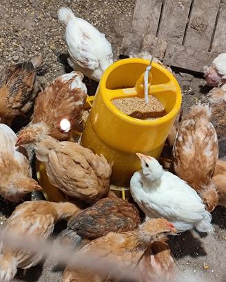 Galline