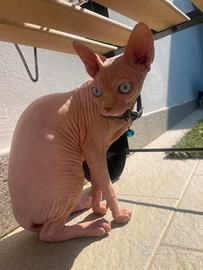 Gattina Sphynx 6 mesi