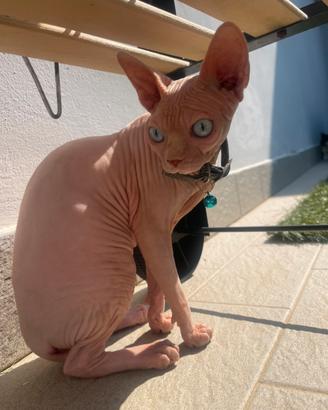 Gattina Sphynx 6 mesi