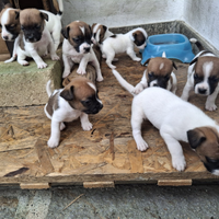 Cuccioli incrocio jack