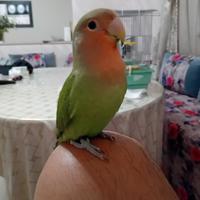 Inseparabili perso