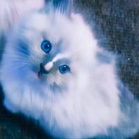 Be£Lissimi e dolcissimi CUCCIOLI di RAGDOLL PURI