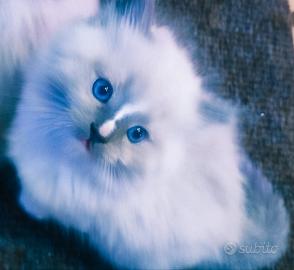 Be£Lissimi e dolcissimi CUCCIOLI di RAGDOLL PURI