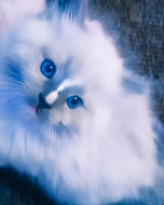 Be£Lissimi & dolcissimi CUCCIOLI di RAGDOLL PURI