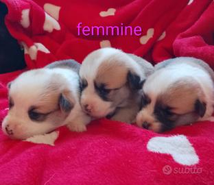 Welsh Corgi Pembroke cuccioli