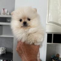 Spitz Pomerania nano Tedesco