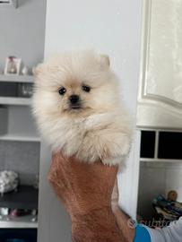 Spitz Pomerania nano Tedesco