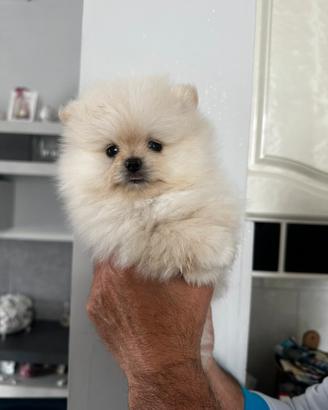 Spitz Pomerania nano Tedesco