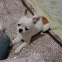 Chihuahua toy