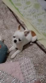 Chihuahua toy