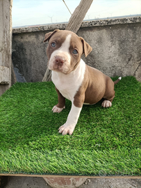 Cuccioli pitbull terrier
