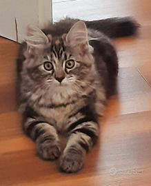 Cuccioli di Gatto Siberiano Ipoallergenici