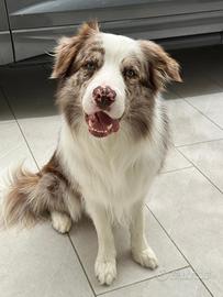 Border collie maschio disponibile per monta