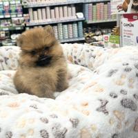 Spitz di Pomerania Toy