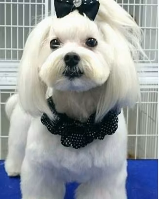 maltese cuccioli
