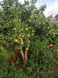 Terreno Giardino Acricolo