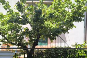 4-5 persone FRONTE SPIAGGIA CON GIARDINO