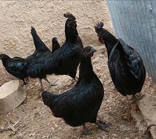 Galli cemani