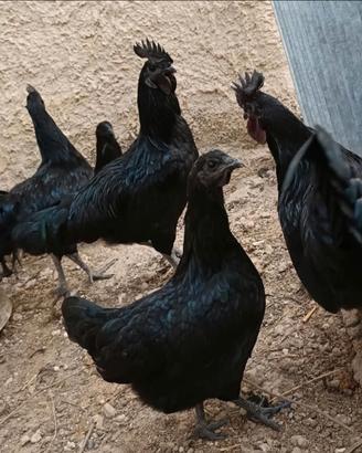 Galli cemani