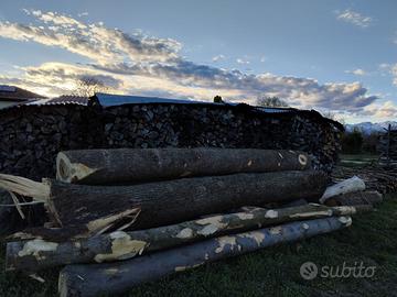 Tronchi olmo europeo