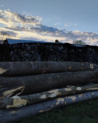 Tronchi olmo europeo