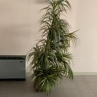 pianta finta grande