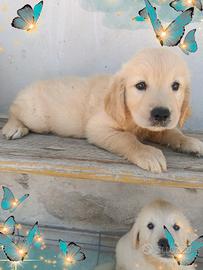 Golden Retriever pedigree enci 