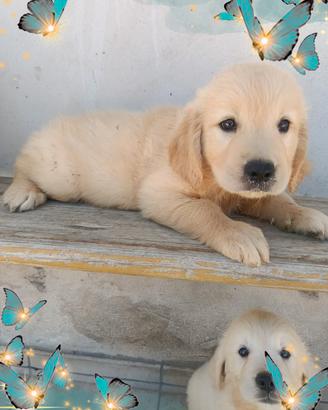 Golden Retriever pedigree enci 